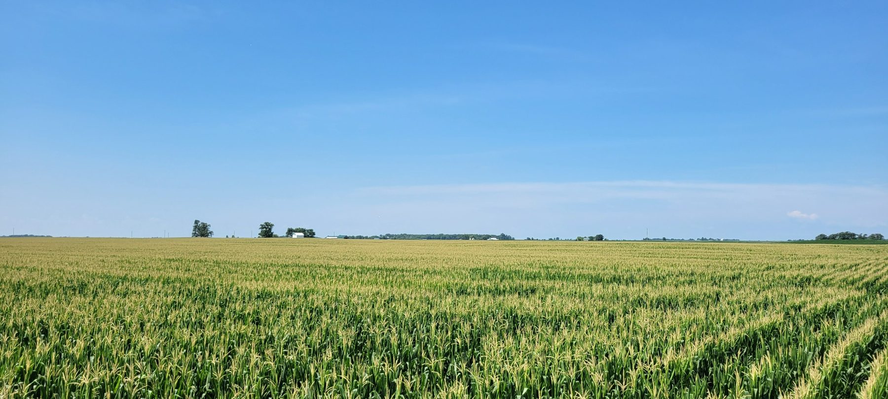 Uniform corn canopy after an in-season spray pass