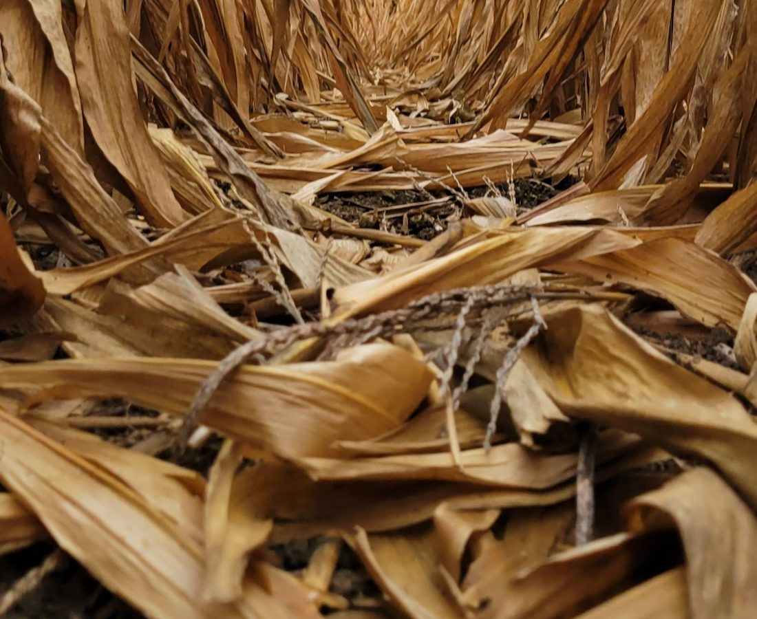 Corn residue between standing corn rows