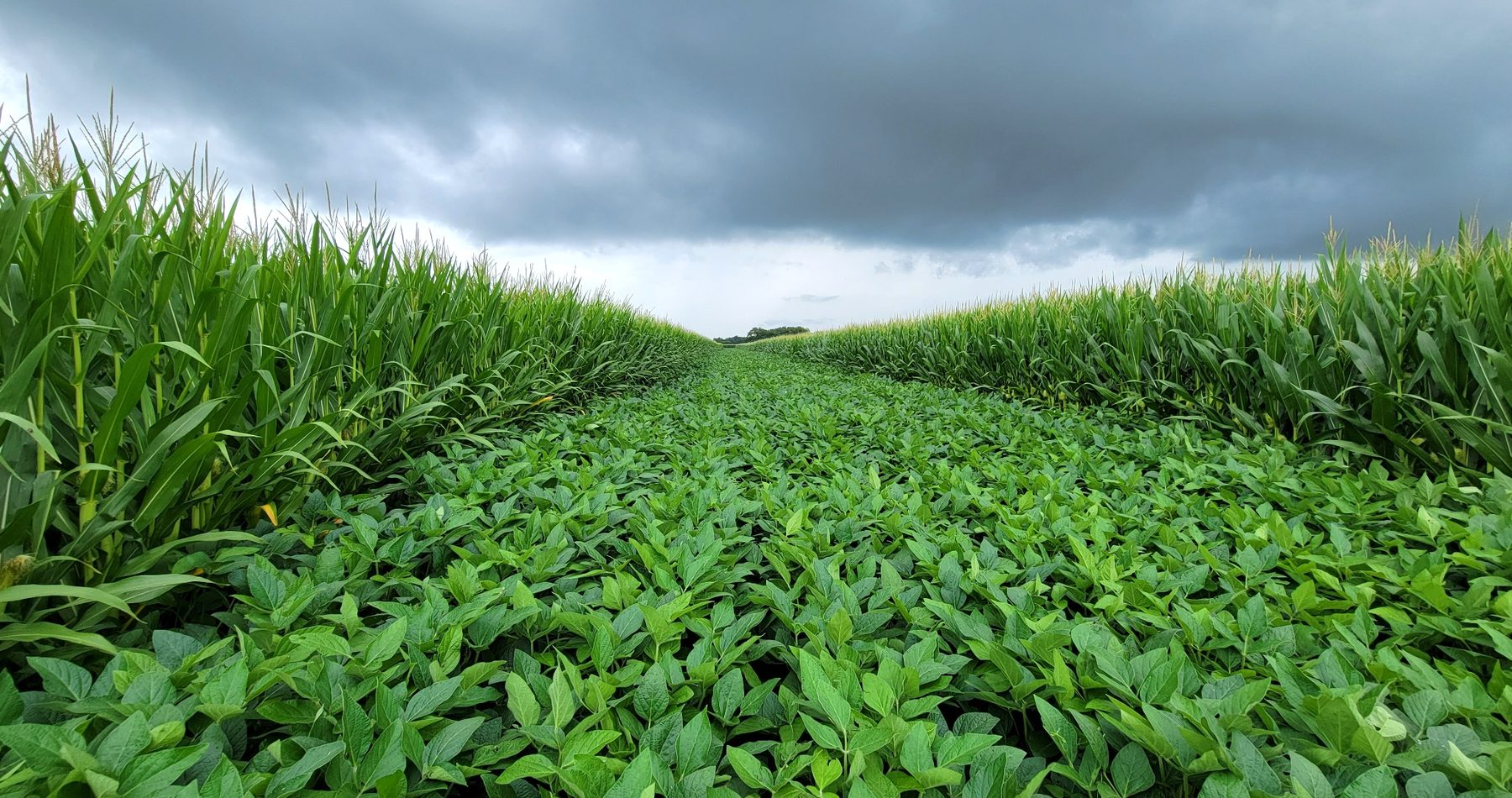 Healthy corn and soybean crops on an Ohio farm