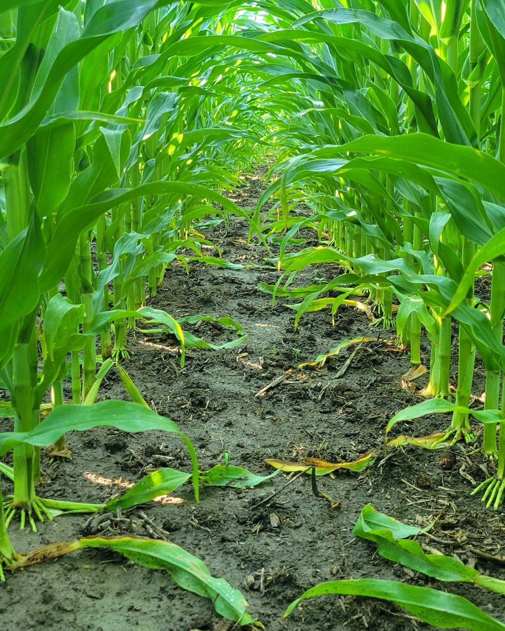 Corn row showing the soil surface and root-zone environment