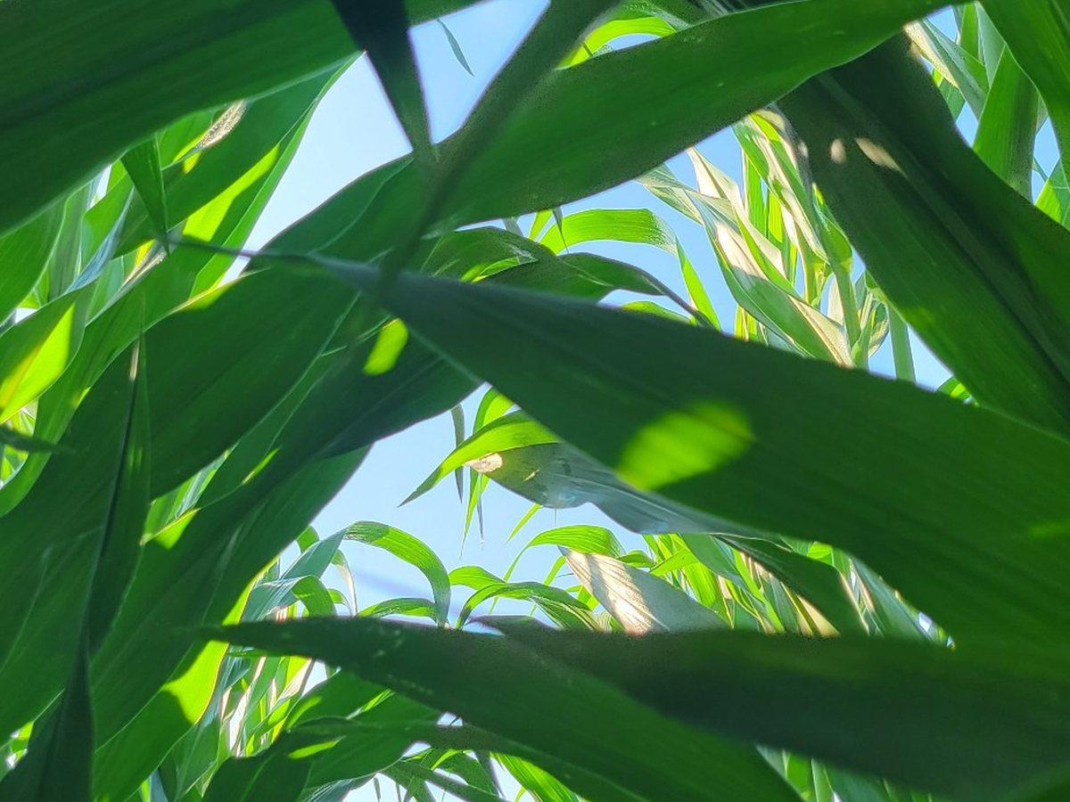 Healthy green corn canopy during the growing season