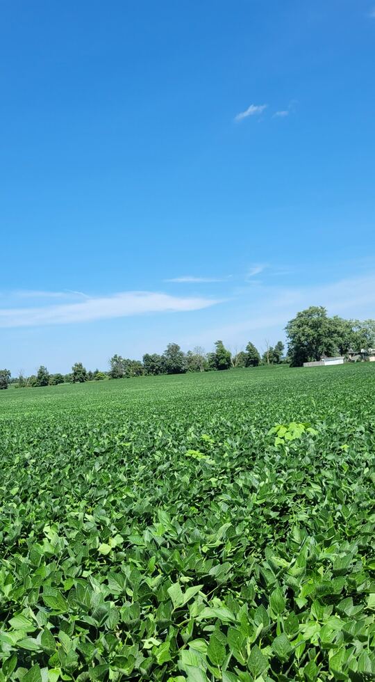 Healthy soybean field in Ohio