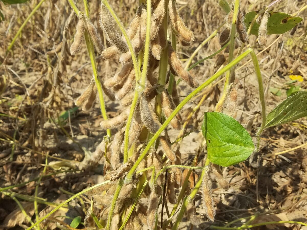 Mature soybean plant in the field
