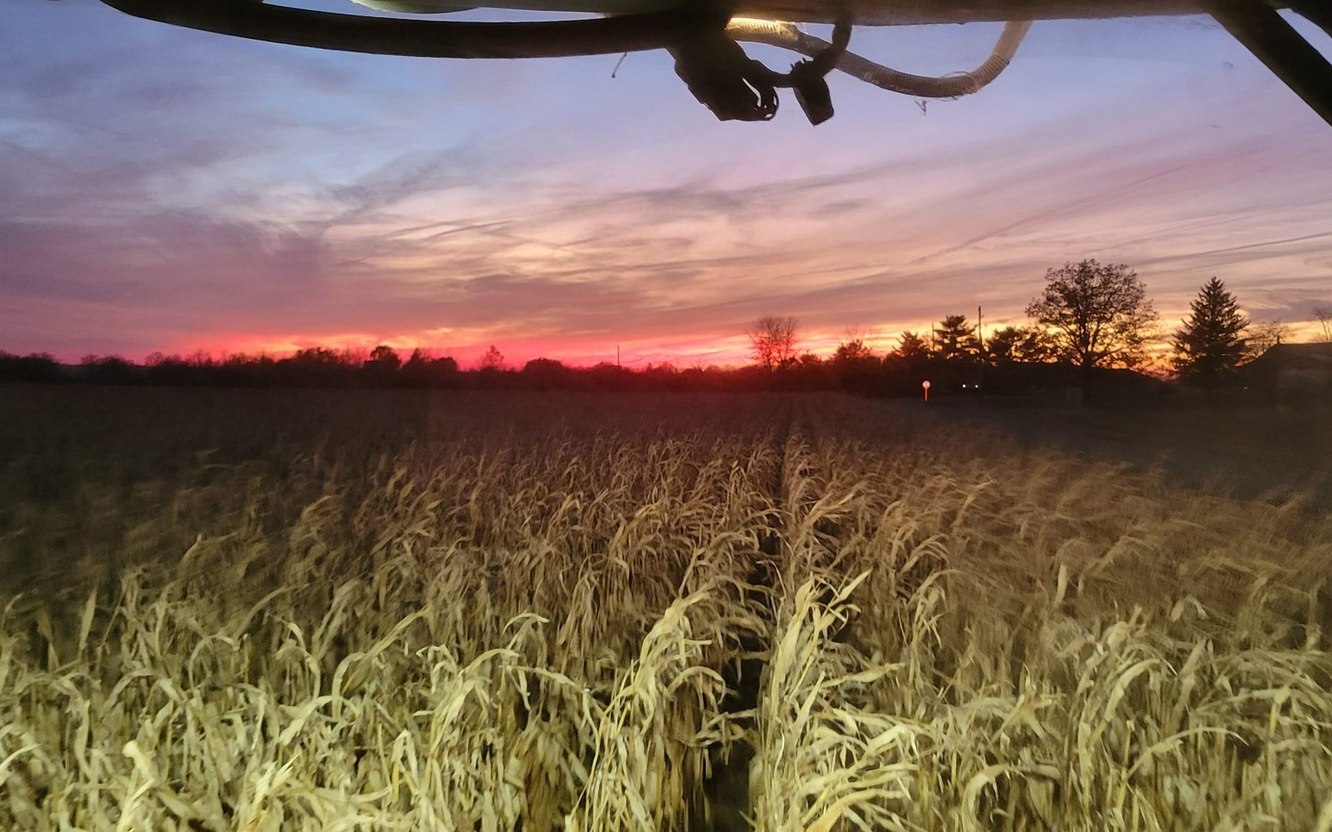 Ohio corn harvest at sunset