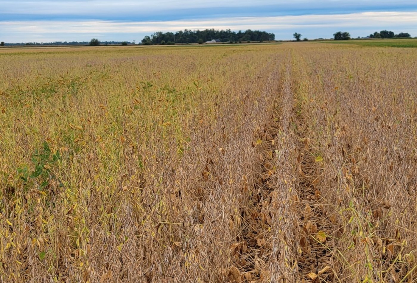 Soybeans representing custom soybean seed treatment and planter preparation