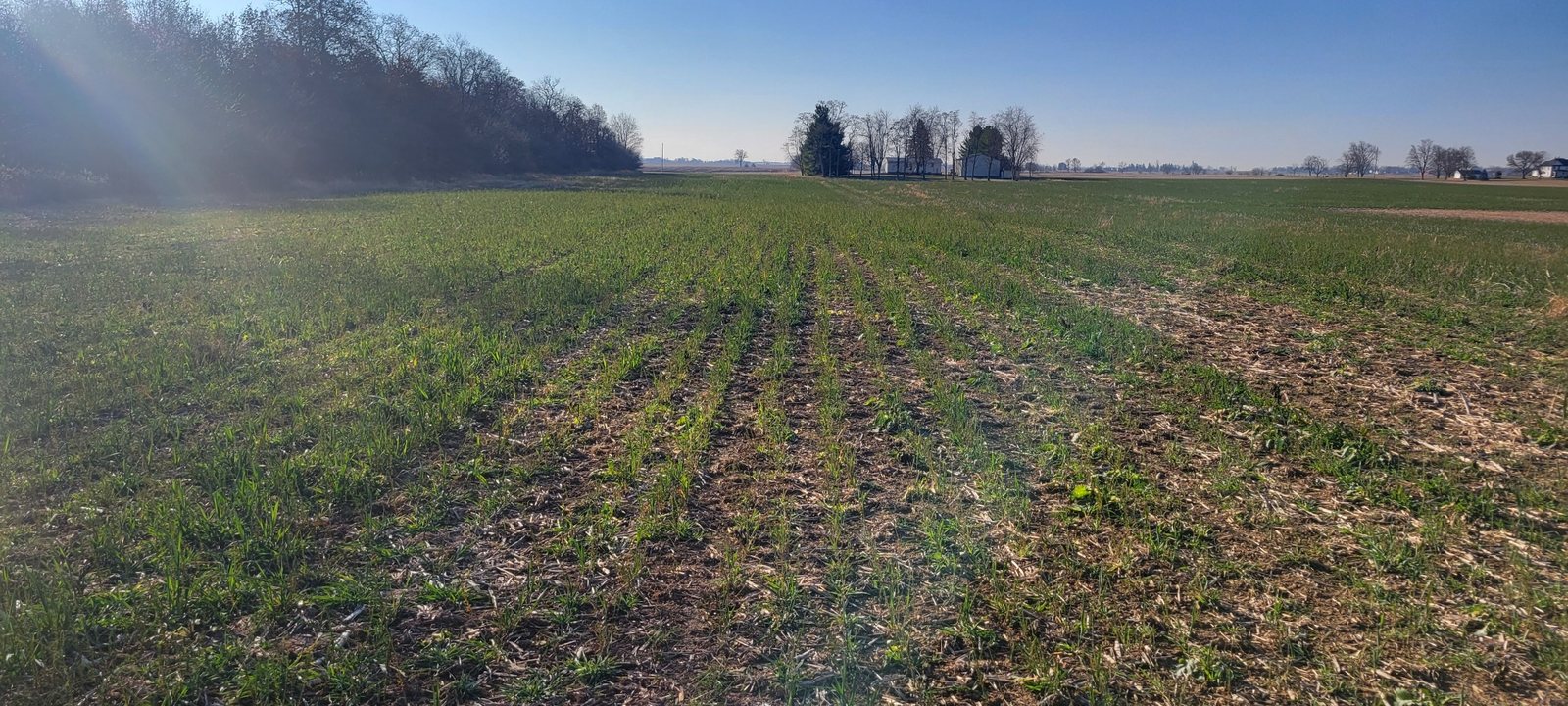 Young crop rows emerging through residue in an Ohio field