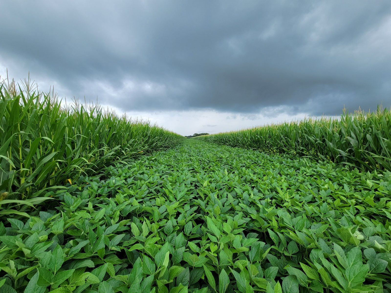 Healthy crop canopy following an early-season planting and fertility program