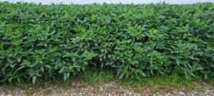 Copper Fertilizer