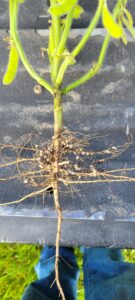 Soybean Inoculant