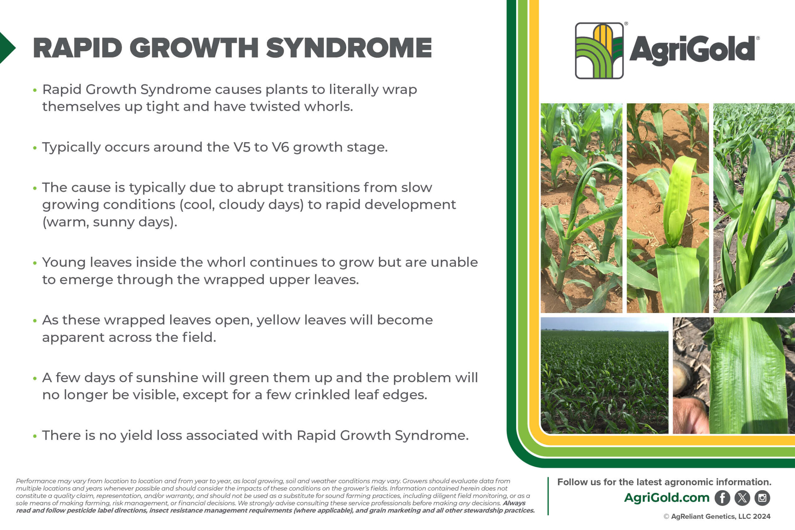 AGG 86 Agronomic Postcards 2 12 RAPID GROWTH SYNDROME