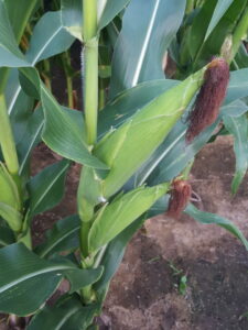 Manganese Fertilizer