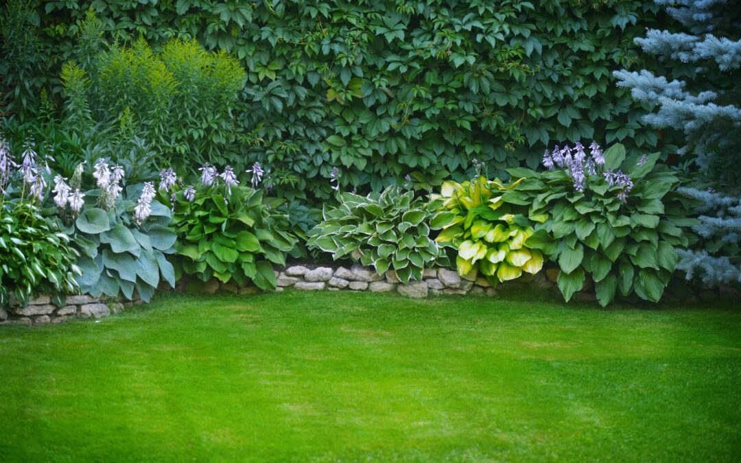 Lawn Fertilizer