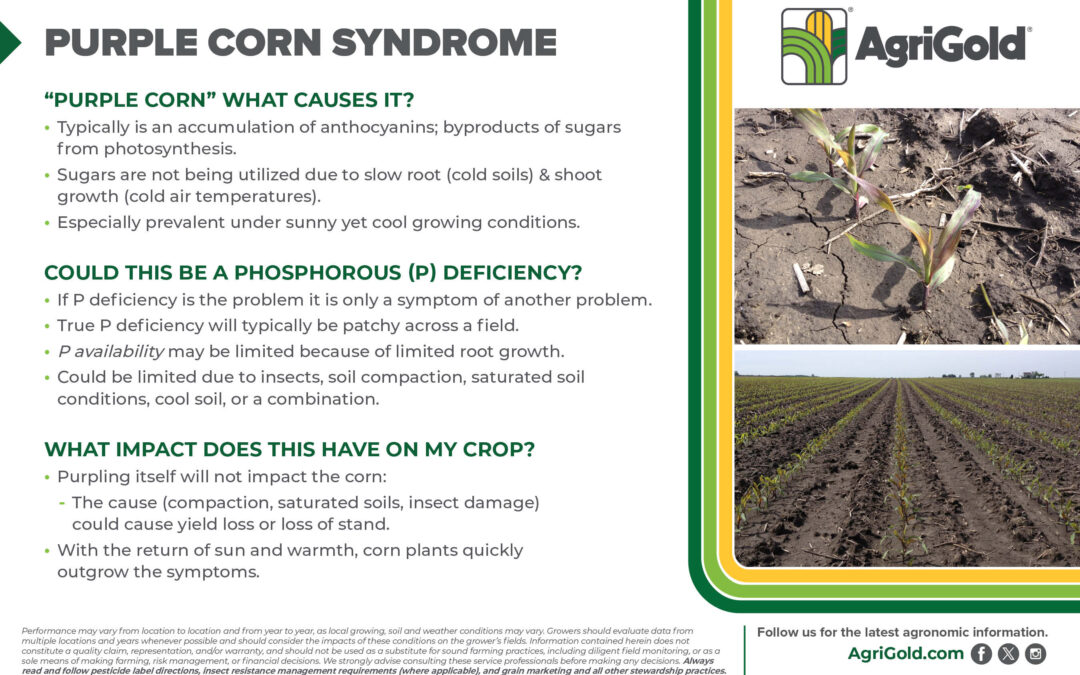 Purple Corn Syndrome