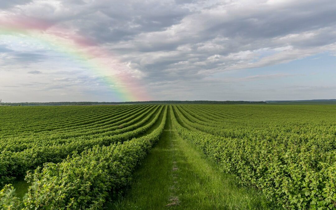 Will Soybeans Grow Without Inoculants?