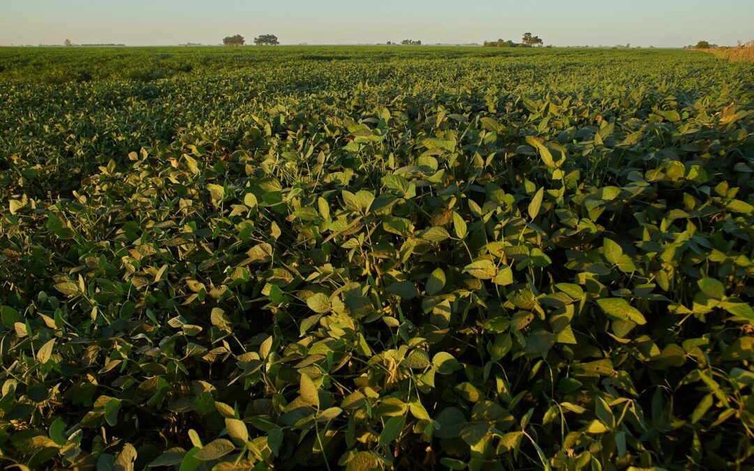 Do Soybeans Need Inoculant?