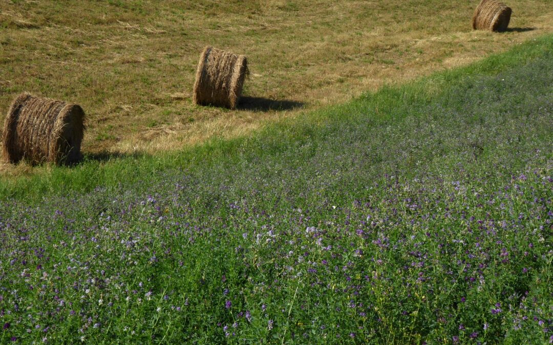 What is the Role Potassium Plays in an Alfalfa Plant?