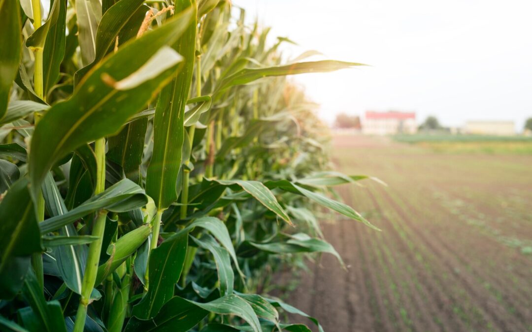 Optimal Timing for Nitrogen Application in Corn