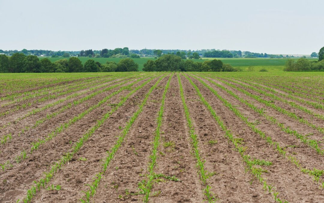 What Forms of Phosphate Fertilizer are Water Soluble?
