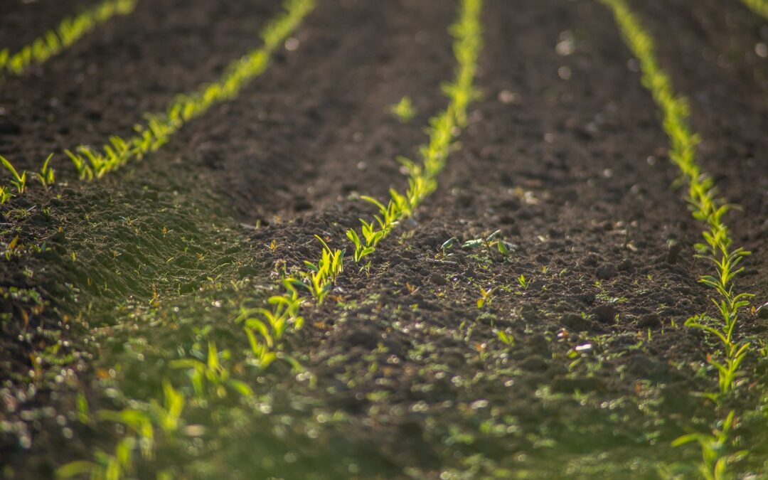 The Benefit of Soybean Inoculants