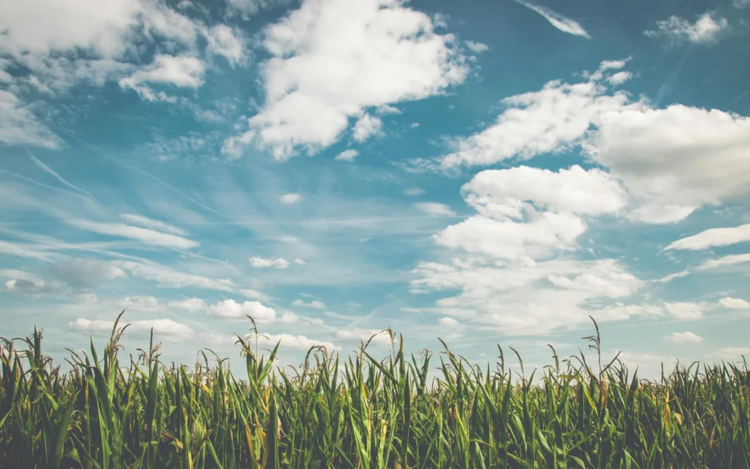The Role of Nitrogen in Corn
