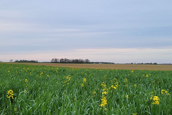 Foliar Feeds Corn Cover Crops