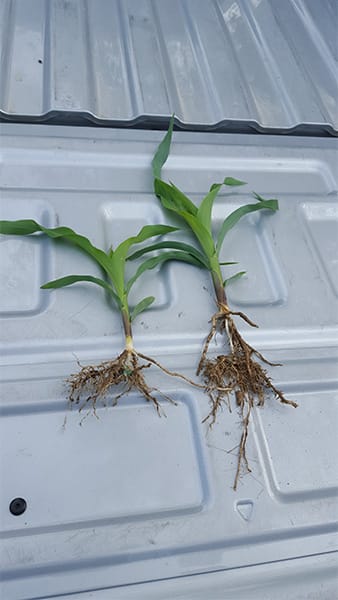 Foliar Feeds Corn Real Results