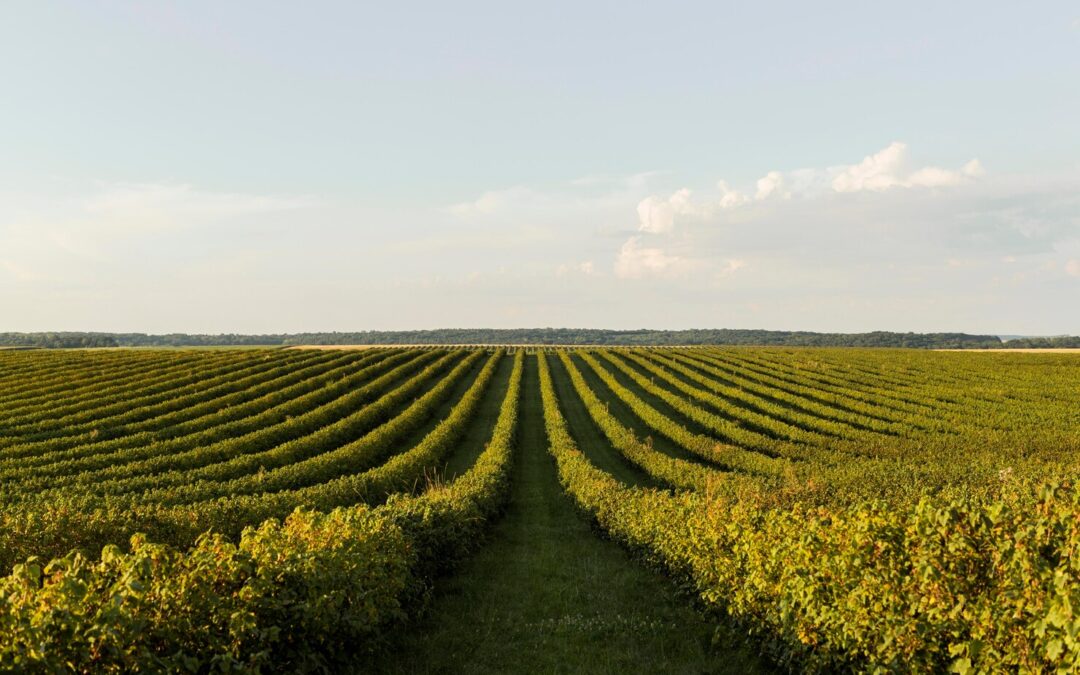 Different Types of Soybean Inoculants.