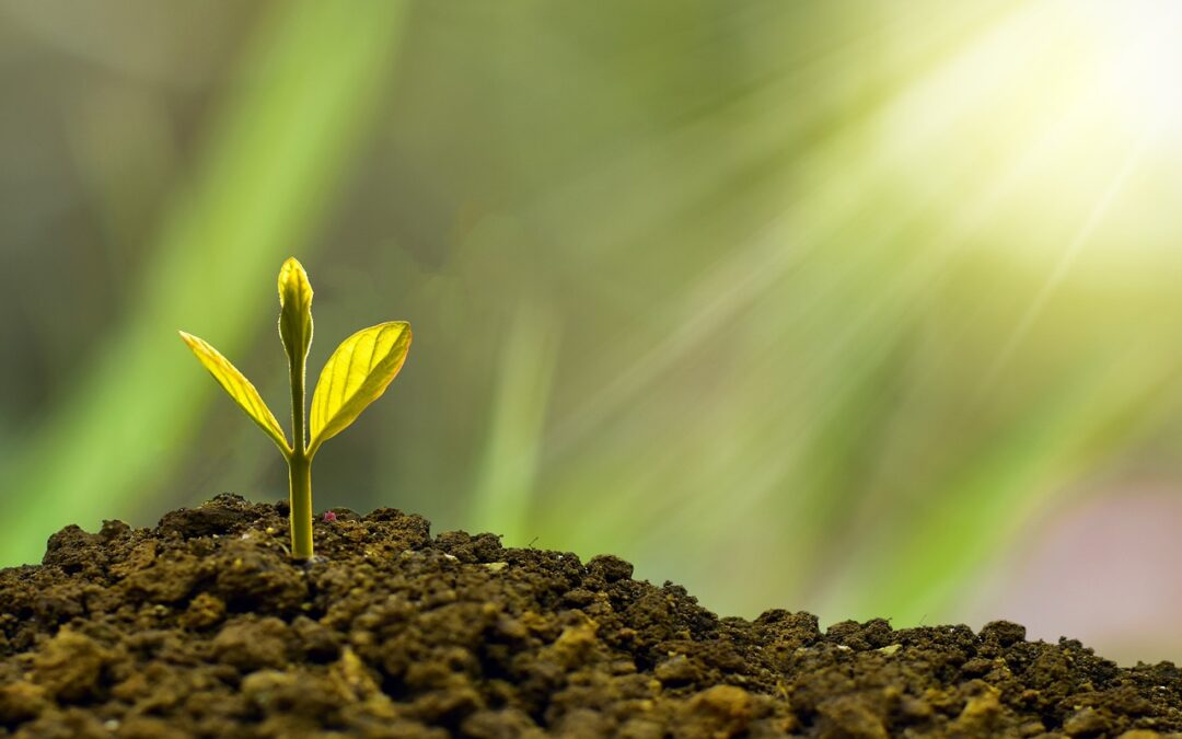 What Forms of Potassium do Plants Use?