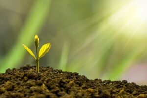 What Forms of Potassium do Plants Use?