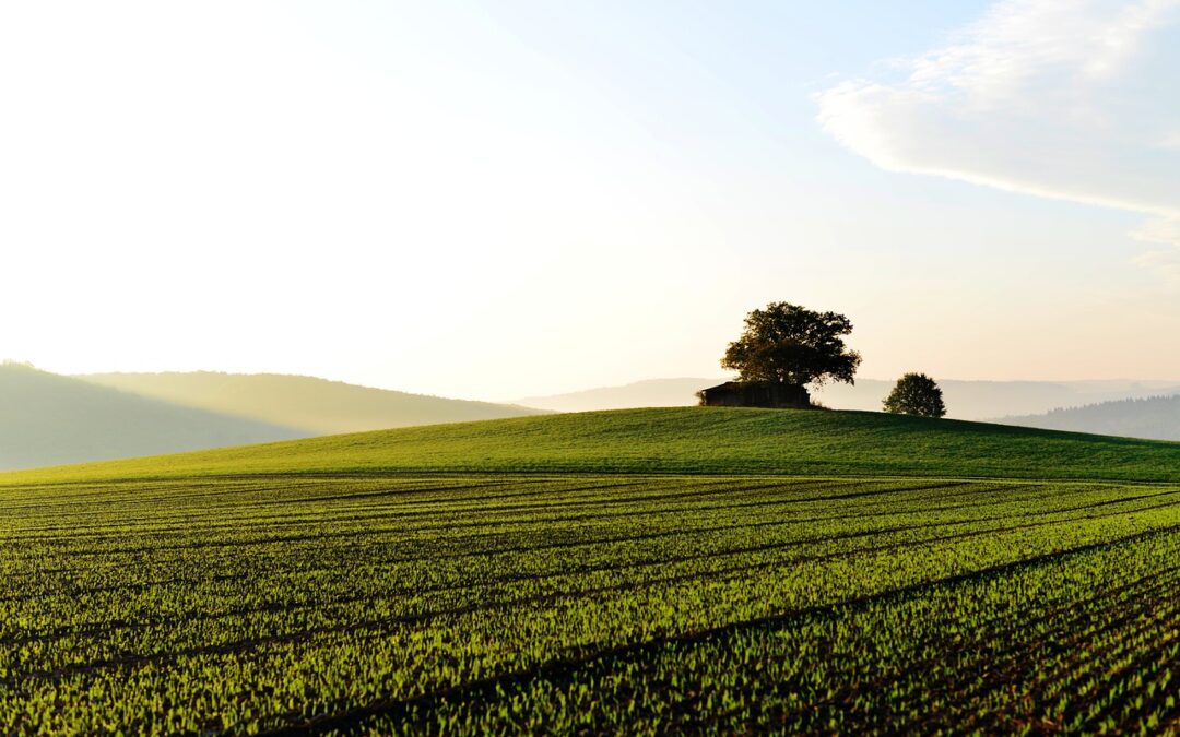 How is Phosphorus Fertilizer Made?