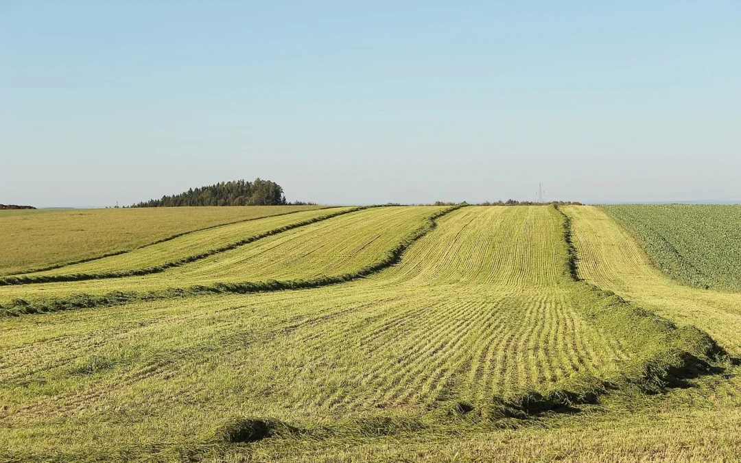 The Role of Nitrogen in Alfalfa Growth