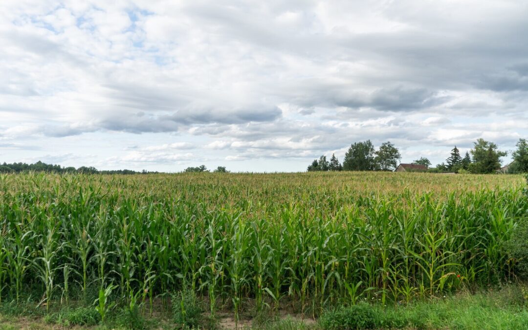 The Timing of Phosphorous in Corn Production