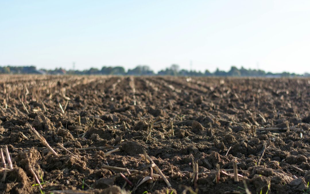Zinc plays a vital role in soil and plant health.