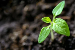 Photosynthesis in plant