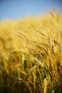 Wheat