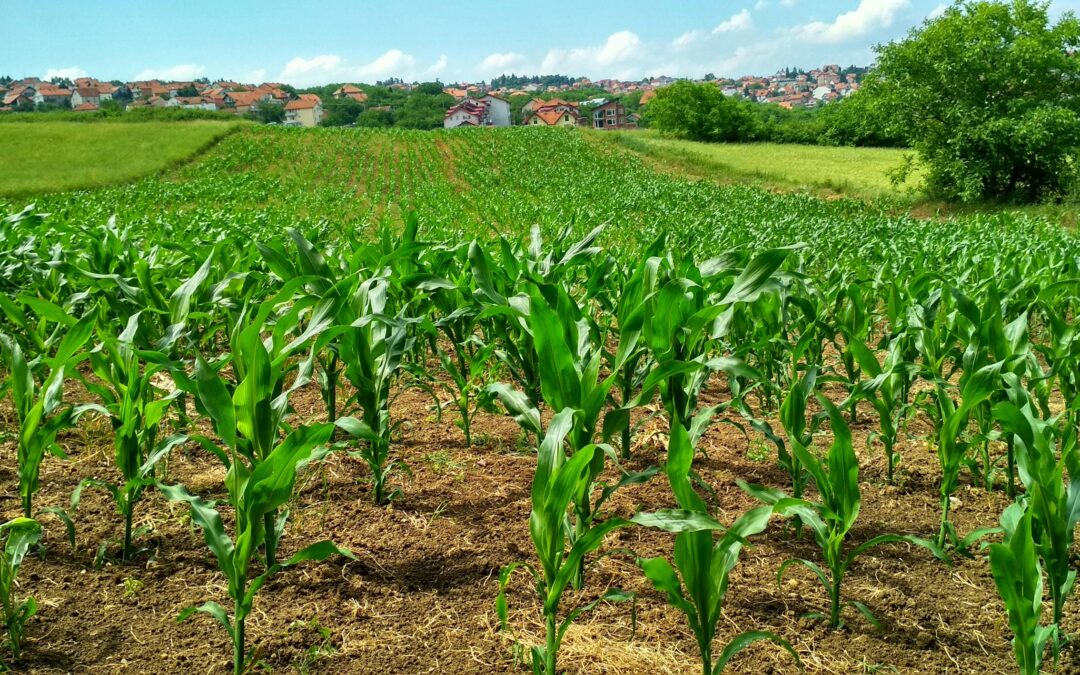 Manganese in soil