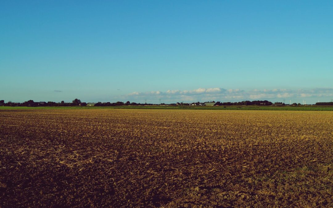 What is the Role that Potassium Plays in the Soil?