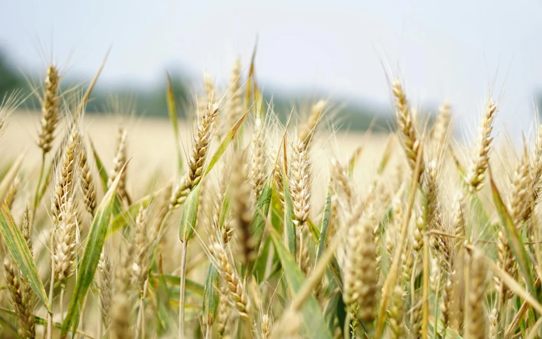 What is the Role Potassium Plays in a Wheat Plant?