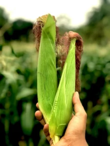 Corn