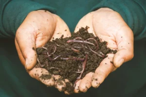 soil with worms