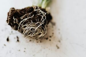 Plant roots