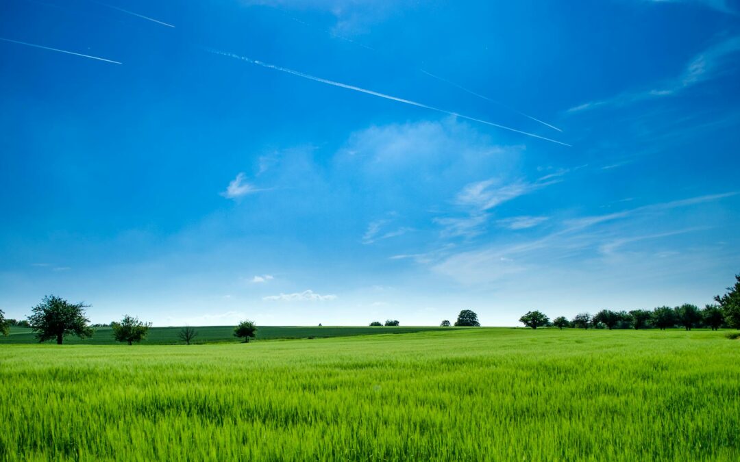 What is the role of potassium in lawns
