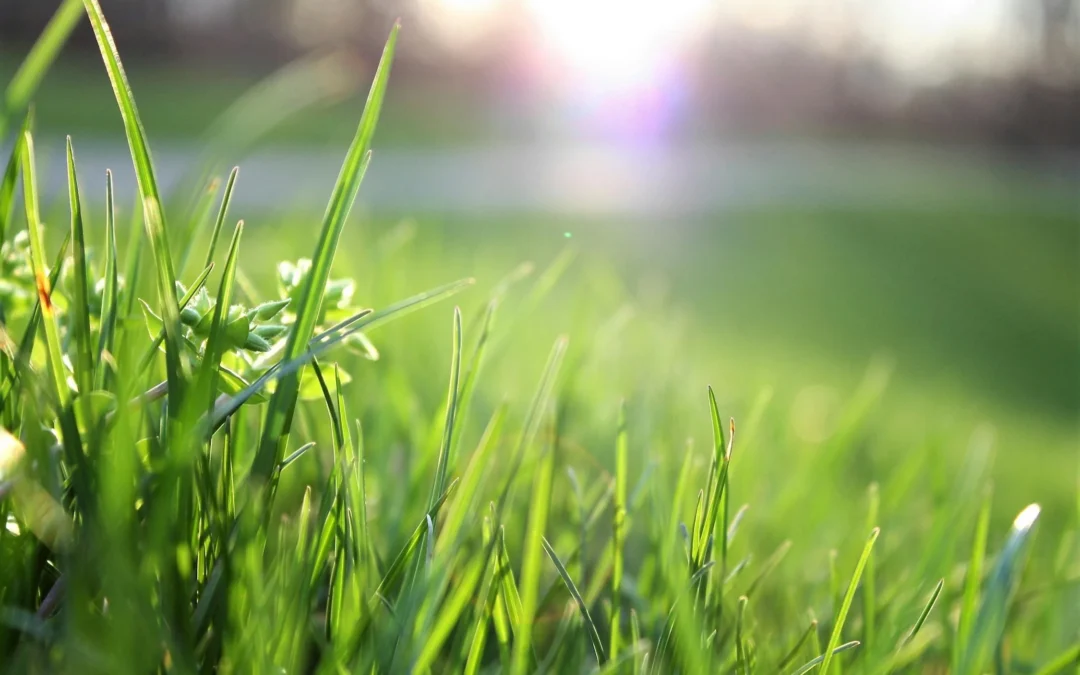 When to Apply Nitrogen Fertilizer to a Lawn?