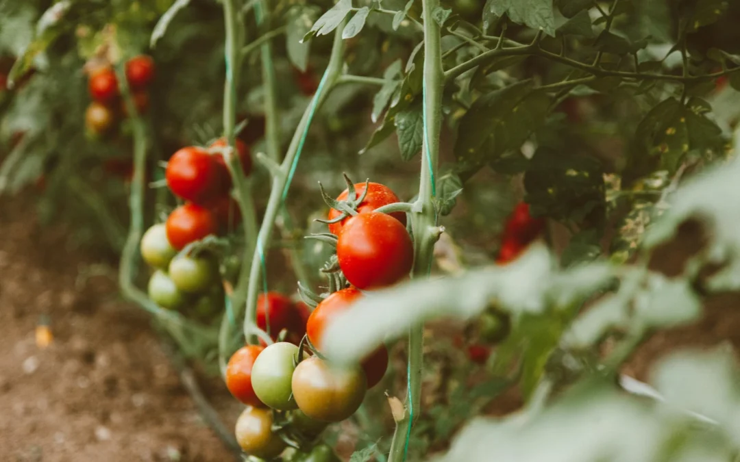 What is the Role of Potassium in Garden Plants?