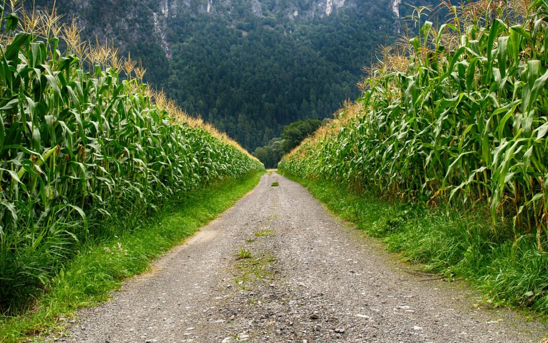 Forms of Phosphorous Utilized by Corn