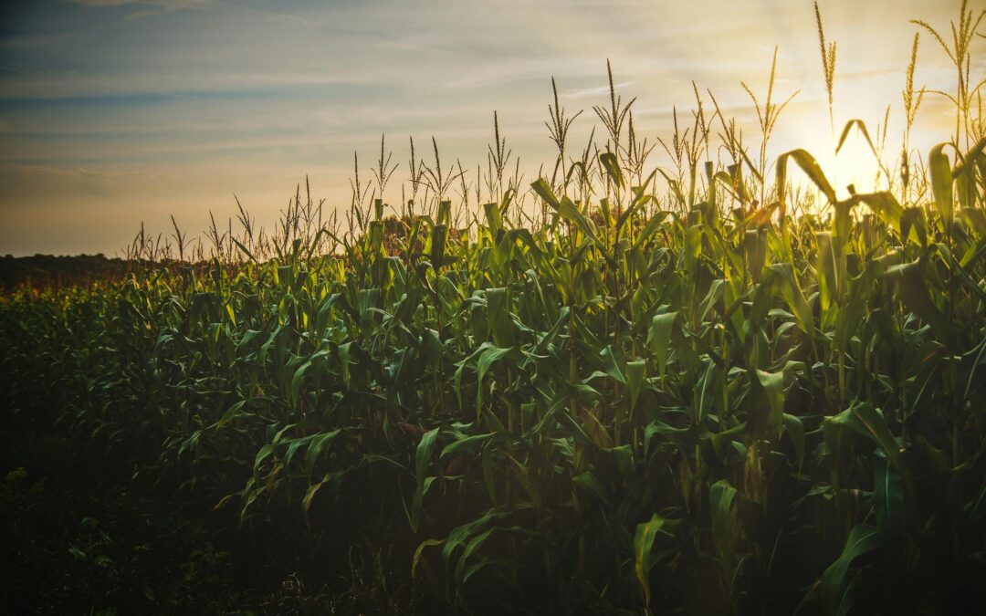 What is the role sulfur plays in the soil