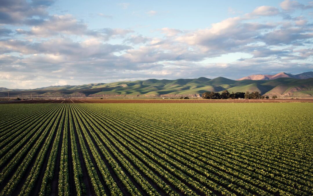 Identifying and Managing Nitrogen Deficiency in Crops