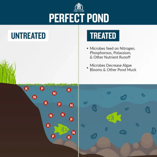 Diagram image of Turf Titan's Pond Perfecter showing the process of reducing algae, breaking down sludge, and eliminating odors in a pond, highlighting its natural ingredients and effectiveness.