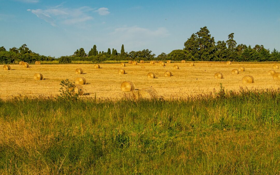 What is the Role Phosphorous Plays in an Alfalfa Plant?