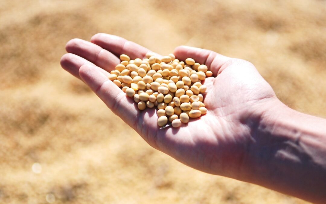 What is the Role that Potassium Plays in a Soybean Plant?